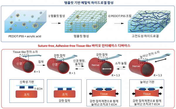 템플릿 기반 하이드로겔 합성법과 접착제 없이 구동 가능한 조직 유사 바이오 인터페이스 디바이스.(사진=KAIST)