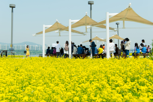 과거 '서래섬 유채꽃 축제' 모습 (사진=서울시)