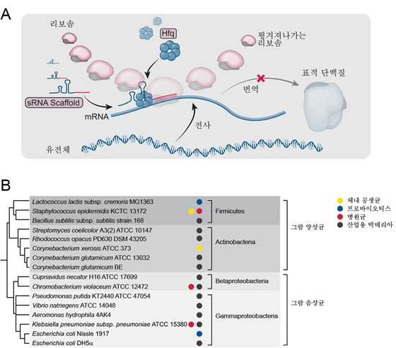 이상엽 KAIST 생명화학공학과 특훈교수 연구팀이다양한 박테리아의 유전자 억제를 위한 sRNA 도구를 개발했다.(사진=KAIST)