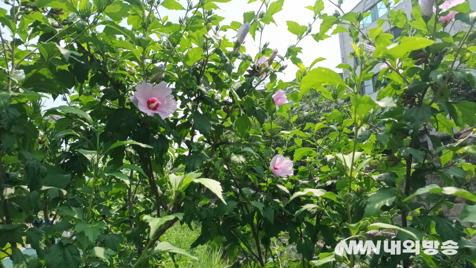 심영우 옹의 정성으로 꽃을 피운 무궁화. (사진=2023.6.24 임동현 기자)