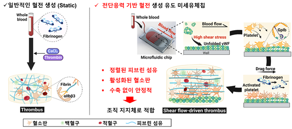 미세유체기술을 통해 혈관화된 인공혈전(IVET)를 제작하는 원리와 특성.(사진=UNIST)