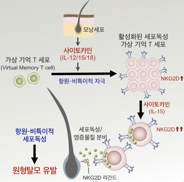 가상 기억 T세포가 사이토카인 자극을 받아 활성화되면 높은 세포 독 성능을 갖게 되고, 모낭을 파괴해 원형탈모를 일으킨다.(사진=KAIST)