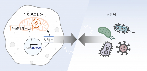 세포 속 에너지 발전소인 미토콘드리아의 부산물인 옥살아세트산 조절이 미토콘드리아 미접힘 단백질 반응을 통해 다양한 병원균에 대한 저항성을 향상시킬 수 있다.(사진=KAIST)