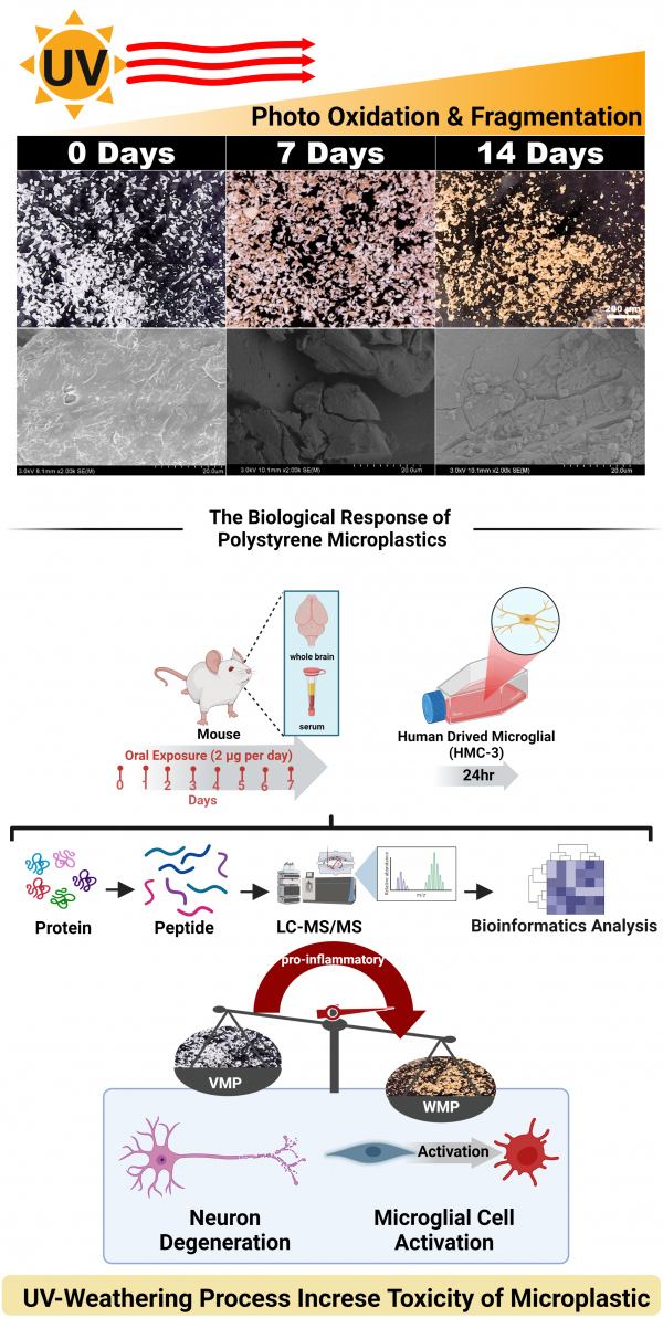 2차 미세플라스틱의 물리화학적 변화 및 뇌의 염증반응 변화 모식도.(사진=DGIST)