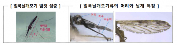 말라리아 매개모기인 얼룩날개모기 성충.(사진=질병관리청)