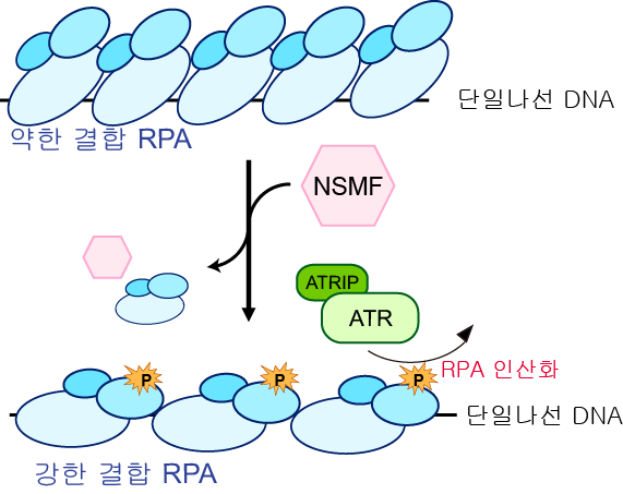 DNA 복제 스트레스에서 NSMF에 의한 ATR의 RPA(복제단백질 A) 인산화 증가에 대한 모식도.(사진=UNIST)