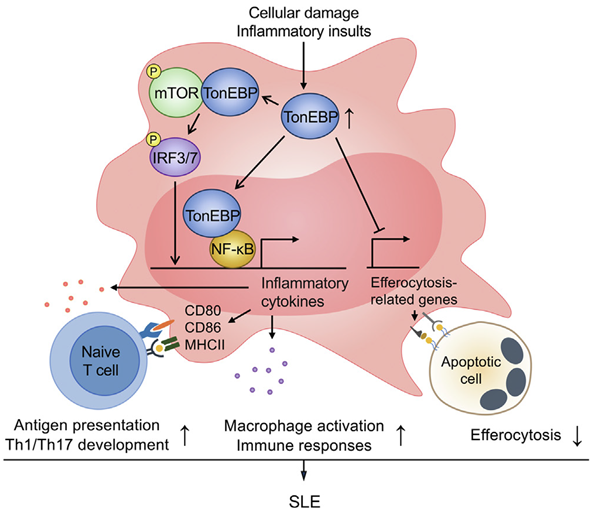 대식세포 내 톤이비피에 의한 루푸스 발병 작용 기작.(사진=UNIST)