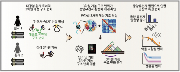 정인경 생명과학과 교수 연구팀과 김태유 서울대학교 암연구소 교수 연구팀과 함께 인공지능 기반 알고리즘을 활용해 한국인 대장암 환자의 3차원 게놈 지도를 최초로 제시했다.(사진=KAIST)