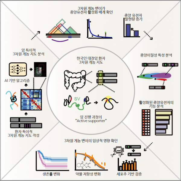 정인경 생명과학과 교수 연구팀과 김태유 서울대학교 암연구소 교수 연구팀과 함께 인공지능 기반 알고리즘을 활용해 한국인 대장암 환자의 3차원 게놈 지도를 최초로 제시했다.(사진=KAIST)