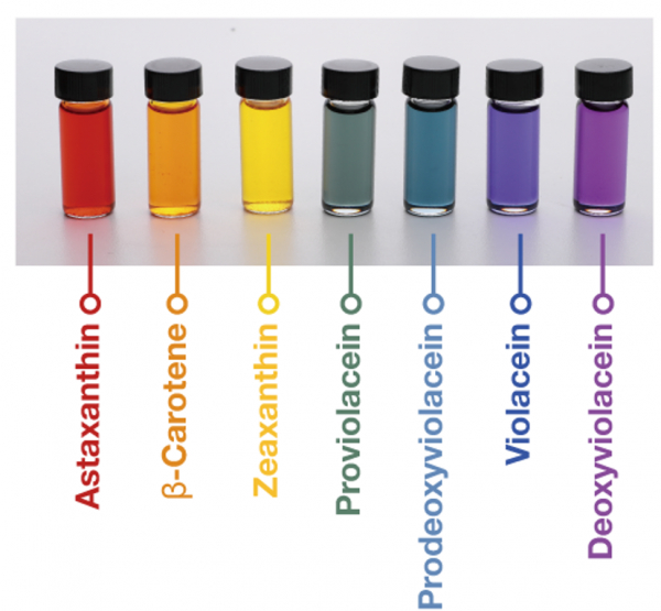 미생물을 대사공학으로 개량해 만든 7가지 무지개 색.(사진=KAIST)