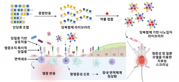 염증성 장 질환 치료용 당복합체 기반 나노 의약 플랫폼 개발 모식도.(사진=KAIST)