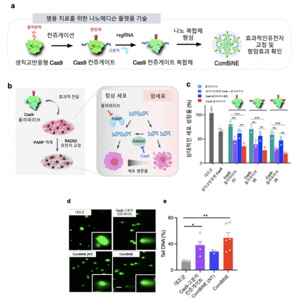 생직교 반응 기반 병용 치료용 크리스퍼 나노복합체인 콤바인(ComBiNE) 제조와 기능.(사진=KAIST)