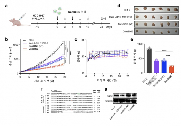 쥐의 유방암 모델에서 콤바인(ComBiNE)에 의한 항암 효능 검증 실험 모식도.(사진=KAIST)