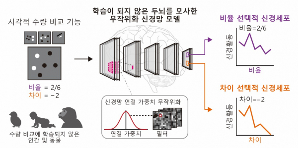 두뇌 모사 신경망 모델에서 수량 비교 기능의 자발적 발생을 설명하는 그림.(사진=KAIST)