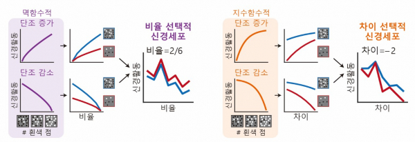 수량 비교 기능 세포의 발생 원리.(사진=KAIST)