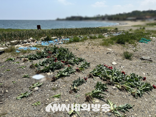 증거물로 압수한 646 그루의 양귀비와 대마 (사진=포항,해경)