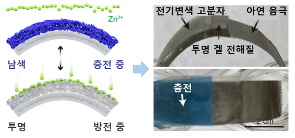 충전 시 남색, 방전 시 투명하게 바뀌는 고분자가 양극으로 이루어진 전기변색 아연이온전지 (Zn ion battery).(사진=KAIST)