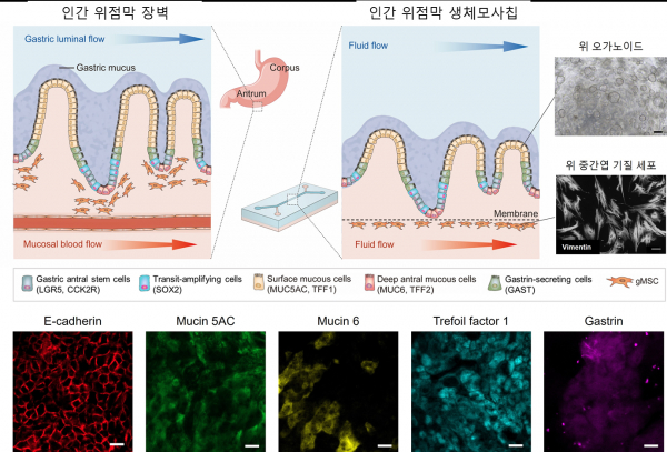 인간 위 미세생리 시스템(human stomach MPS) 모식도와 위 상피세포 특이적 발현 세포의 확인.(사진=UNIST)