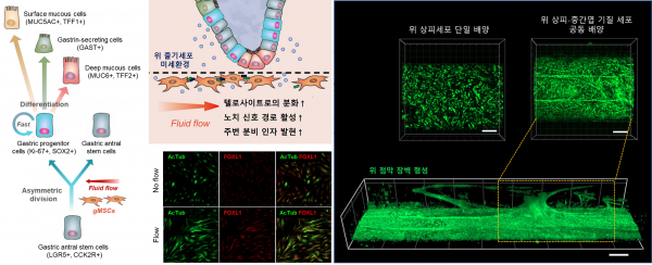 위점막 생체모사칩 내 상피-중간엽 기질 세포 간 상호작용에 따른 위 상피세포의 항상성(줄기세포능-분화능 조절) 유지 및 위점막 장벽 형성.(사진=UNIST)