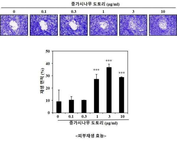 종가시나무 도토리의 피부재생 효능.(사진=산림청)