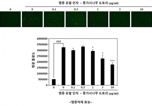 종가시나무 도토리의 염증억제효능.(사진=산림청)