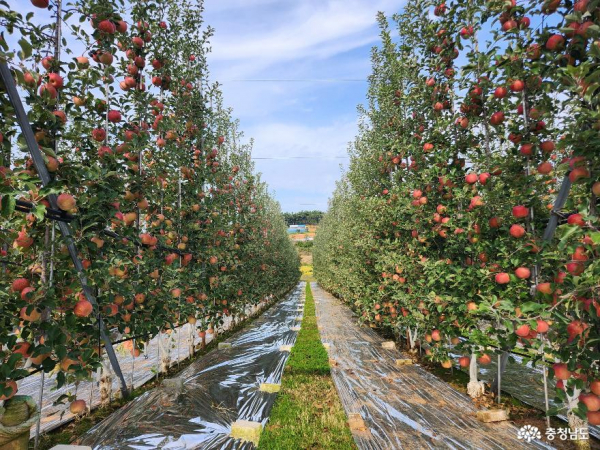 충청남도가 사과나무를 직각 벽 모양으로 키워 노동력은 줄이고, 수확량은 늘릴 수 있는 '사과 다축 과원 조성 신기술' 확대 보급에 나선다.(사진=충남도청)