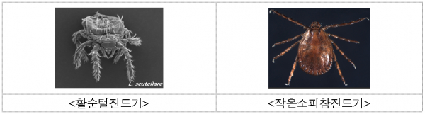 활순털진드기와 작은소피참진드기.(사진=경북도청)