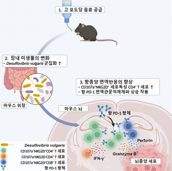 고 포도당 음료가 장내 미생물 조절을 통해 교모세포종 면역반응에 미치는 연구의 전체적 개요.(사진=KAIST)