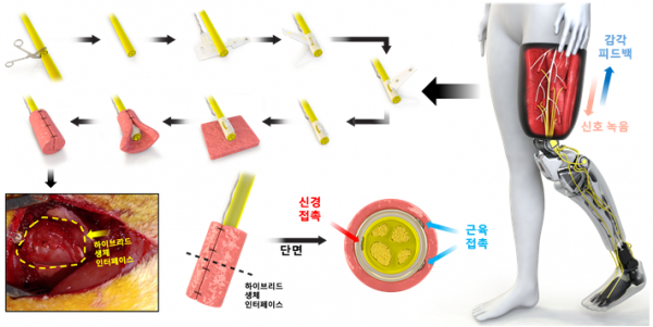 '하이브리드 생체 신경 인터페이스' 모식도.(사진=DGIST)