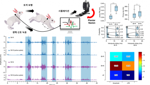 이식된 하이브리드 생체 신경 인터페이스를 통한 자연 유발 생체 신호 획득을 위해서 토끼의 보행을 유도하고 생체 신호를 획득했다.(사진=DGIST)