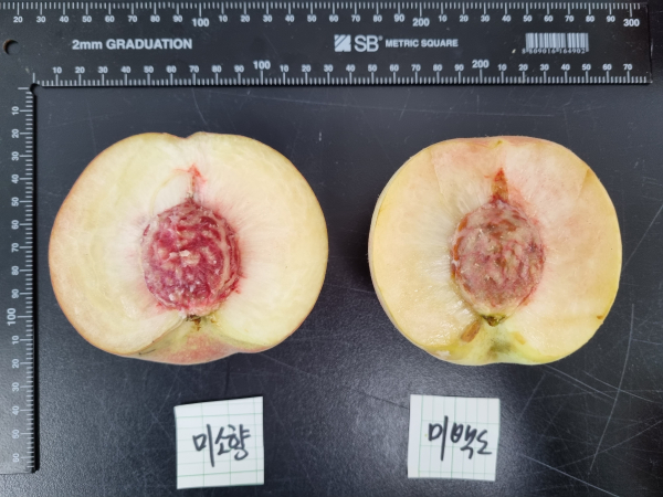 경상북도농업기술원 청도복숭아연구가 최근 복숭아 신품종 '미소향'을 국립종자원에 품종 보호출원했다.(사진=경북도청)