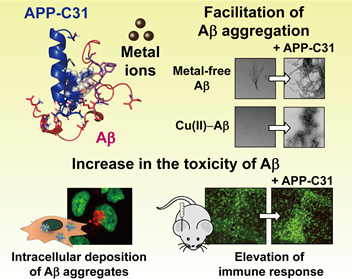'아밀로이드 전구체 C 말단 절단체(APP-C31)'가 알츠하이머 병리 인자들 기능에 미치는 영향.(사진=KAIST)