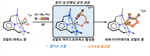 코발트-하이드로퍼옥소 화합물의 나이트릴 활성화 반응 도식.(사진=UNIST)