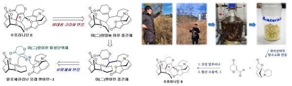 수프라니딘 B의 합성 과정.(사진=KAIST)