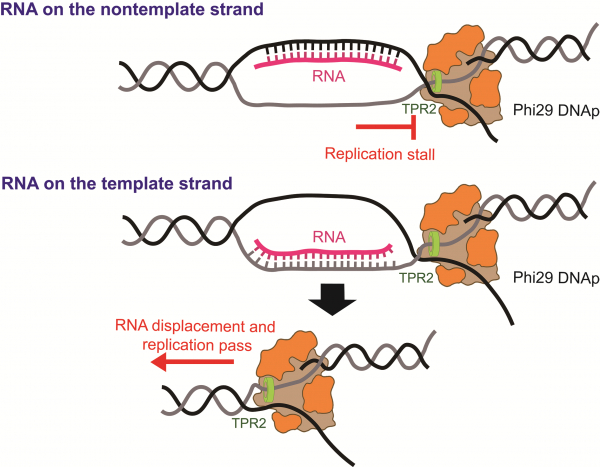 'Phi29 DNA 폴리머라아제'와 알룹의 충돌 과정.(사진=UNIST)
