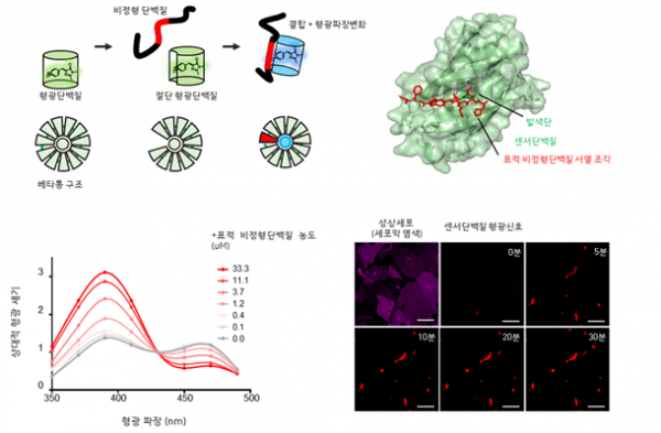 김학성 KAIST 생명과학과 교수 연구팀이 비정형 단백질을 간단하게 검출할 수 있는 센서 단백질을 디자인했다.(사진=KAIST)