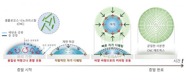 균일 사분면 셀룰로오스 나노크리스탈 매트릭스 형성에 대한 유체역학적 원리(사진=카이스트 제공)