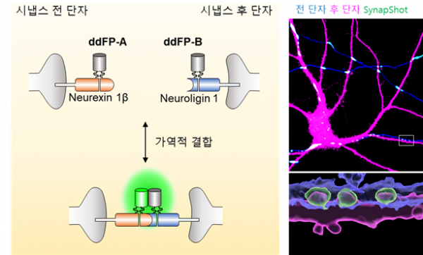 시냅스 관찰 기술 '시냅샷'의 모식도와 신경세포에서 관찰된 시냅스의 현미경 사진.(사진=KAIST)