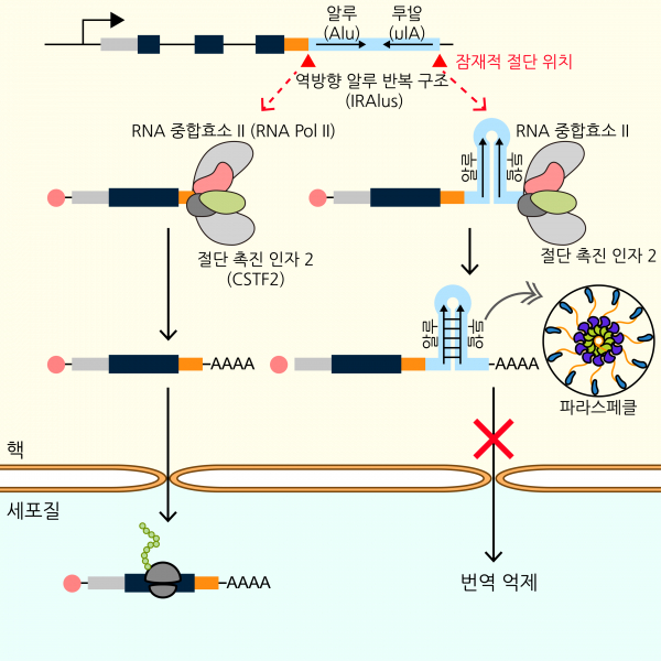 '역방향 알루 반복 구조'로 인한 유전자 발현 조절 원리.(사진=KAIST)