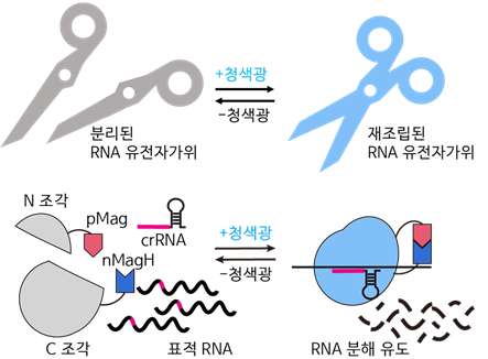 청색광에 의해 활성화되는 '유전자가위 기술(paCas13)' 시스템 모식도.(사진=KAIST)