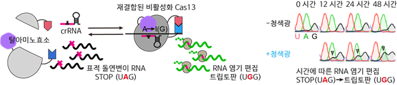 '유전자가위 기술(padCas13)' 편집기의 RNA 염기 편집 모식도와 시간에 따른 RNA 염기 편집 결과.(사진=KAIST)