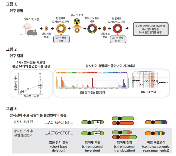 연구팀은 생쥐와 사람의 다양한 장기에서 얻은 세포를 방사선에 노출시켰고, 각 세포마다 만들어진 돌연변이를 정밀하게 검출하기 위해 '오가노이드 세포 배양 기술'을 응용해 증폭했다.(사진=KAIST)