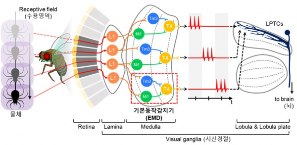 곤충의 생물학적 시신경계에서 기인한 기본 동작 인식 과정.(사진=KAIST)