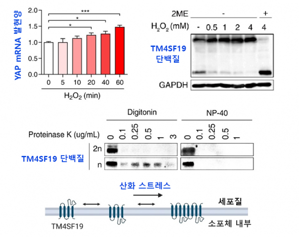 구강암 세포에서 산화스트레스로 인한 YAP 발현 증가와 TM4SF19 단백질의 이합체 형성.(사진=KAIST)