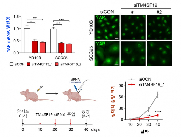 TM4SF19 감소에 의한 YAP 발현 감소 및 종양 감소.(사진=KAIST)