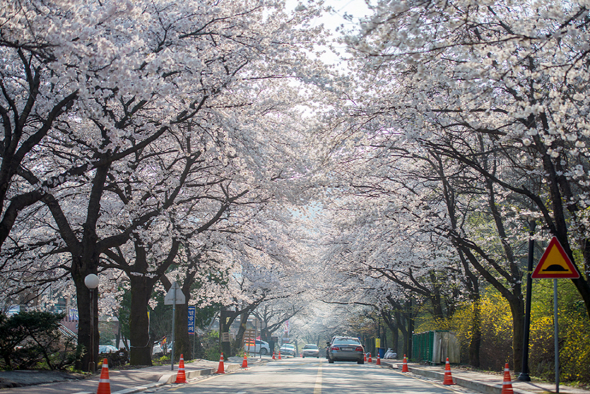 계룡산 동학사 벚꽃. (사진=공주시)