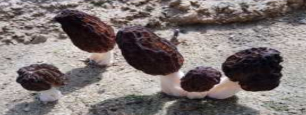 모렐버섯(사진=농촌진흥청)
