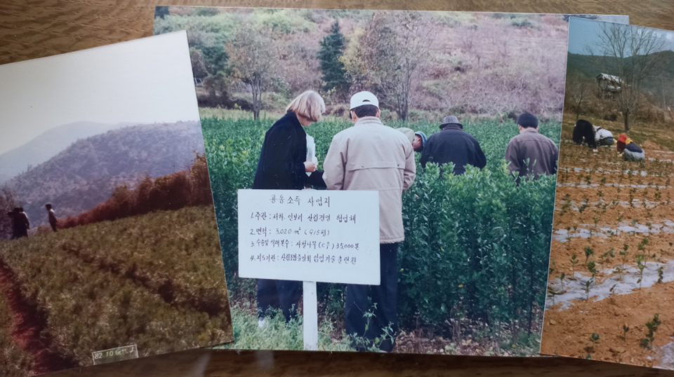 협업체 공공소득 사업지 전경: 리기테다 지정양묘장(좌)과 사철나무식재지(사진=김병구 회장)