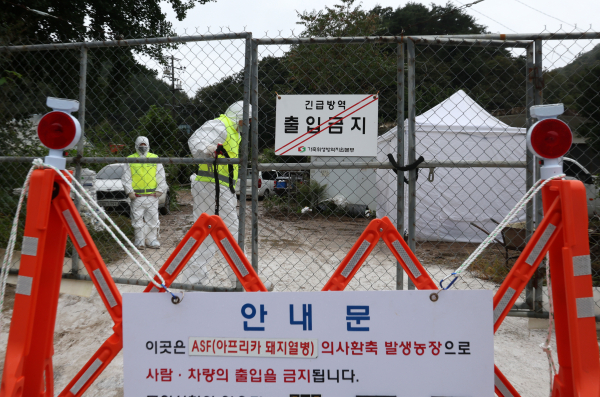 아프리카 돼지열병으로 이동이 제한된 모습(사진=연합뉴스)