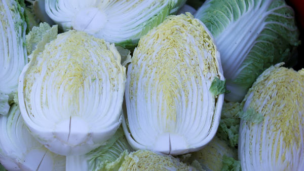 배추(사진=픽사베이)